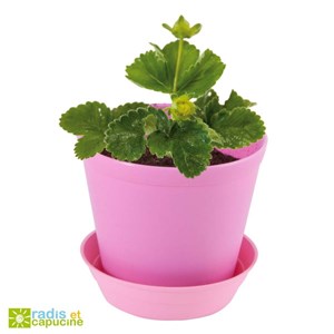 Pot cloche fraisier