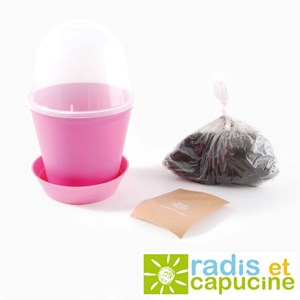 Pot cloche fraisier