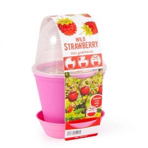 Pot cloche fraisier