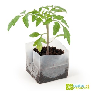 Jardin de poche tomate cerise
