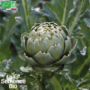 Artichaut impérial star  bio