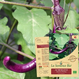 Aubergine japanese pickling bio
