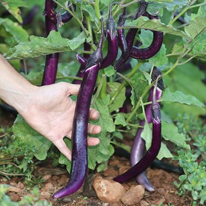 Aubergine japanese pickling bio