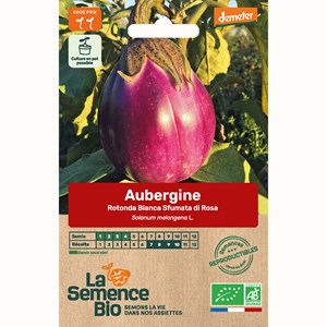 Aubergine rotonda bianca sfumata di rosa