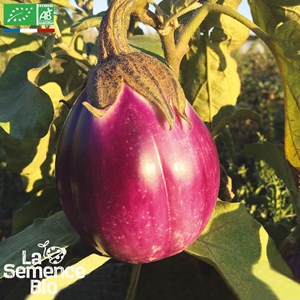 Aubergine rotonda bianca sfumata di rosa