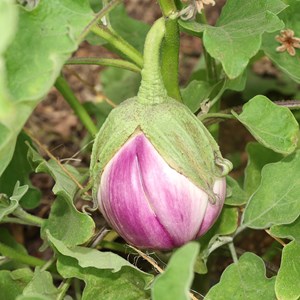 Aubergine rotonda bianca sfumata di rosa