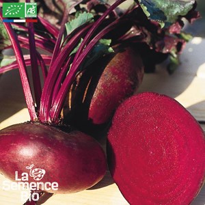 Betterave noire plate d'egypte bio