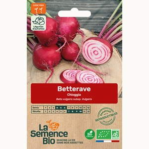 Betterave chioggia bio