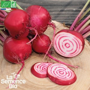 Betterave  chioggia bio