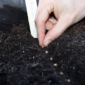 Betterave  chioggia bio