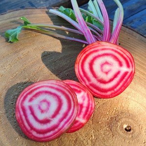 Betterave  chioggia bio