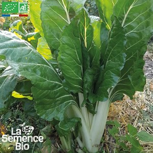 Blette carde blanche d'ampuis bio
