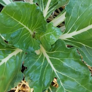 Blette carde blanche d'ampuis bio