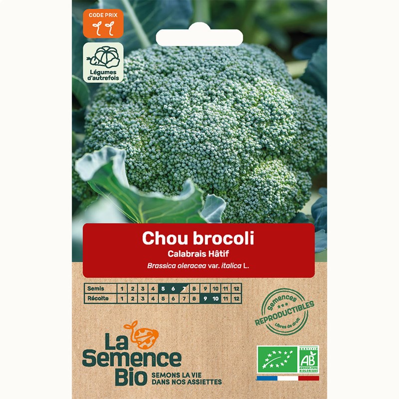 Brocoli calabrais hâtif bio