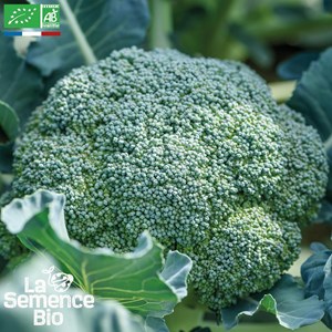 Brocoli calabrais hâtif bio