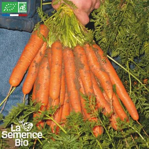 Carotte nantaise améliorée 5 bio