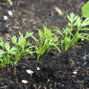 Carotte nantaise améliorée 5 bio