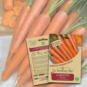 Carotte touchon bio