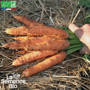 Carotte touchon bio