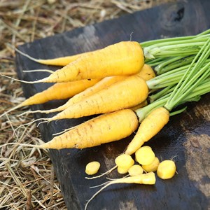 Carotte longue jaune du doubs bio