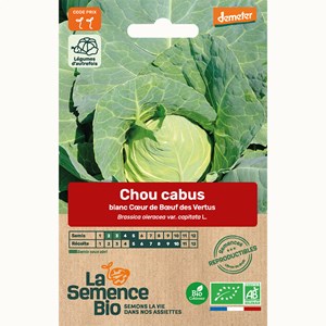 Chou cabus blanc cœur de bœuf des