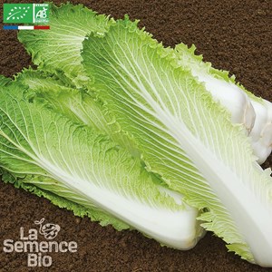 Chou de chine pé-tsaï granaat bio