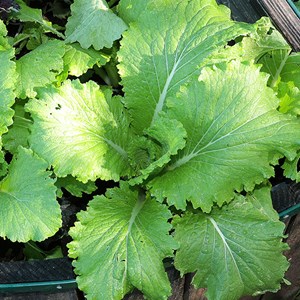 Chou de chine pé-tsaï granaat bio