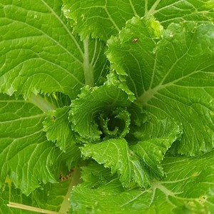 Chou de chine pé-tsaï granaat bio