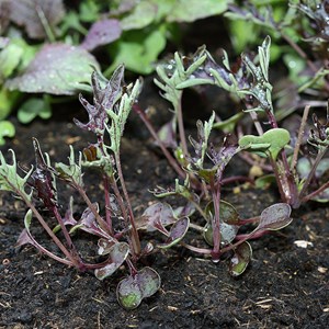 Chou kale roter krauser bio