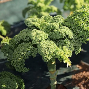 Chou kale halbhoher bio