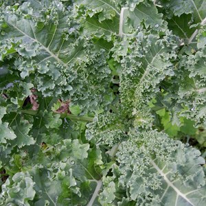 Chou kale halbhoher bio