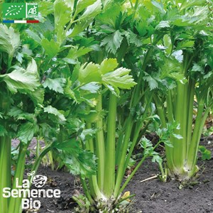 Celeri branche vert d'elne bio