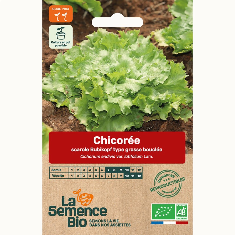 Chicoree scarole bubikopf 3 bio