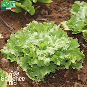 Chicoree scarole bubikopf 3 bio