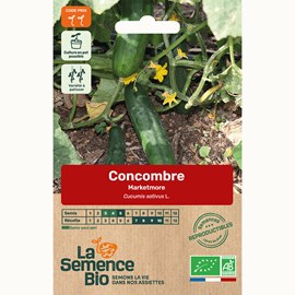 Concombre marketmore bio