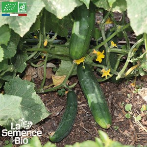 Concombre marketmore bio