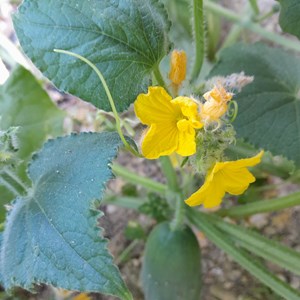 Concombre marketmore bio