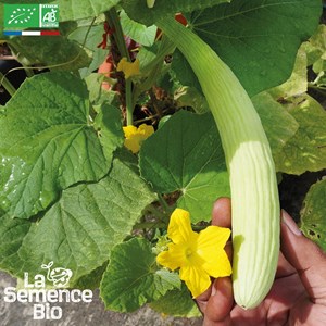 Concombre arménien bio