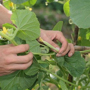 Concombre arménien bio