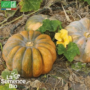 Courge musquée de provence ou muscade