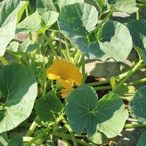 Potimarron uchiki kuri bio