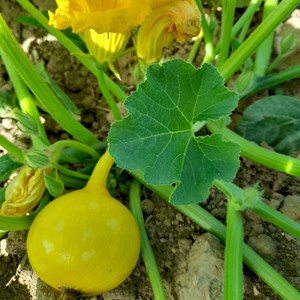 Potimarron uchiki kuri bio