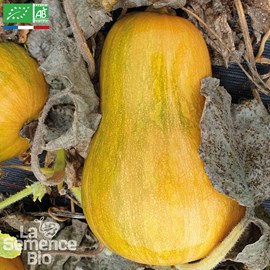 Courge sucrine du berry bio