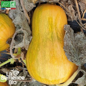 Courge sucrine du berry bio