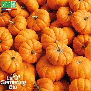 Courge jack be little bio