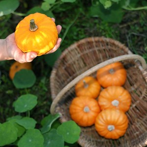 Courge jack be little bio