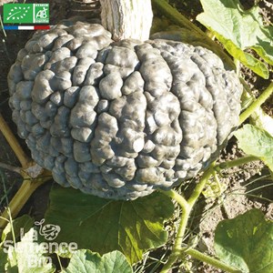 Courge marina di chioggia bio