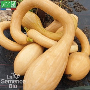 Courge tromba d'albenga bio