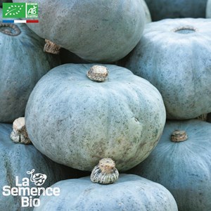 Courge potiron bleu de hongrie bio