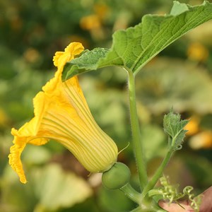 Courge potiron bleu de hongrie bio